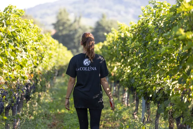Azienda Vitivinicola La Collina