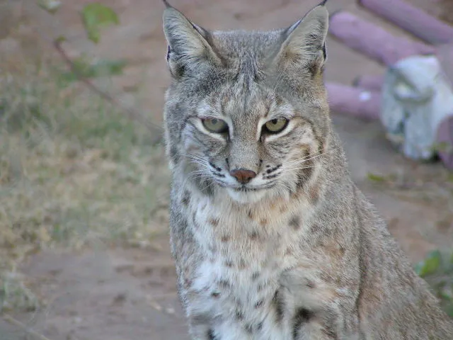 Carlsbad Chamber of Commerce