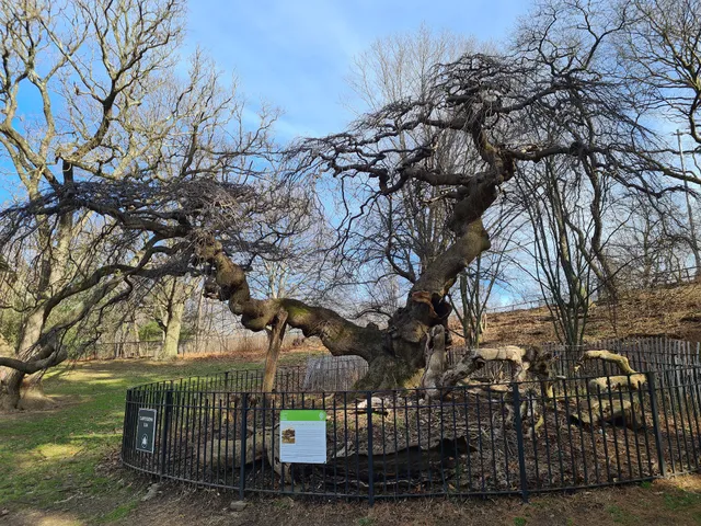 Camperdown Elm