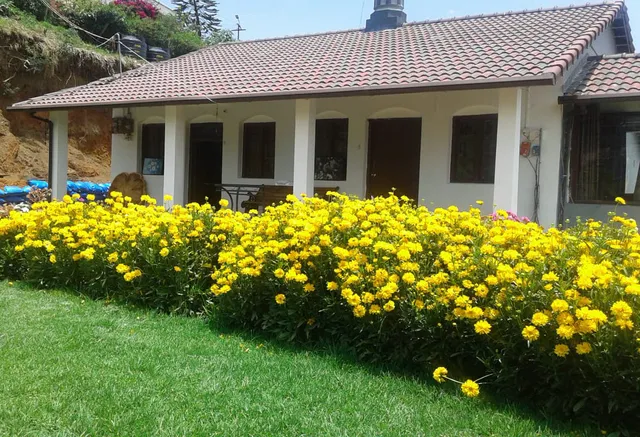 Norsu Stays Near Rose Garden