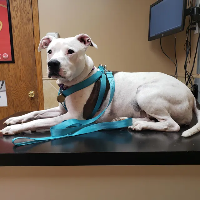 Brookside Veterinary Clinic