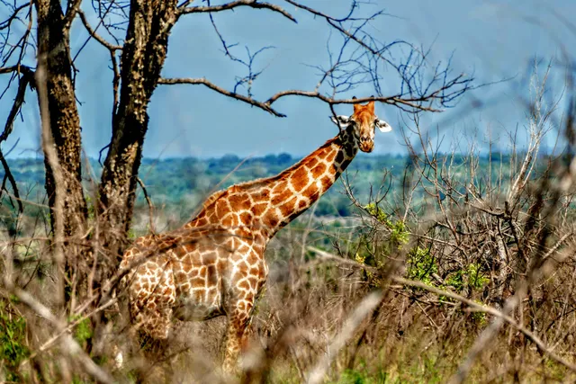 Kruger National Park