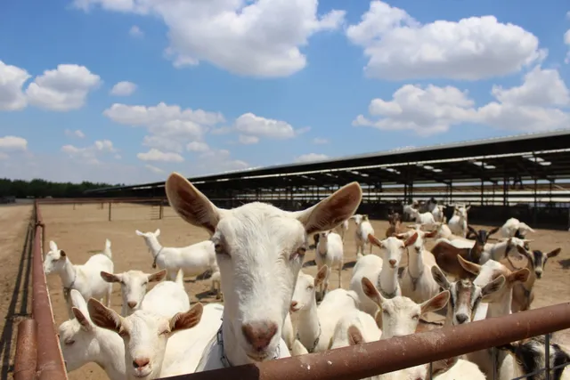 Summerhill Goat Dairy