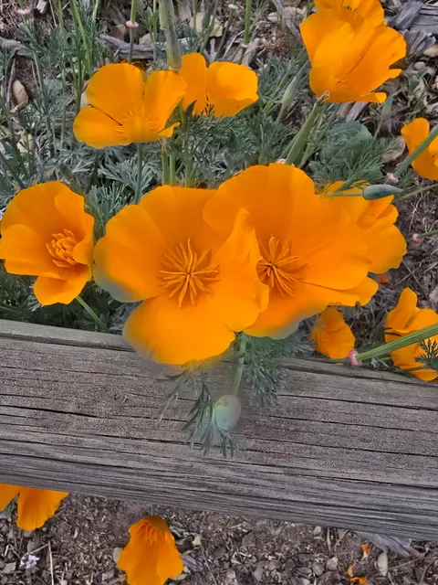 Sycamore Canyon Equestrian Center