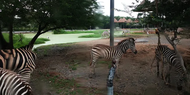 Zebras