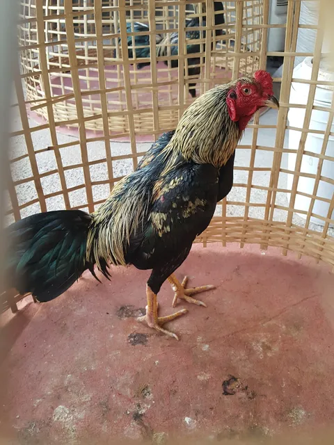 Fighting cock house Restaurant