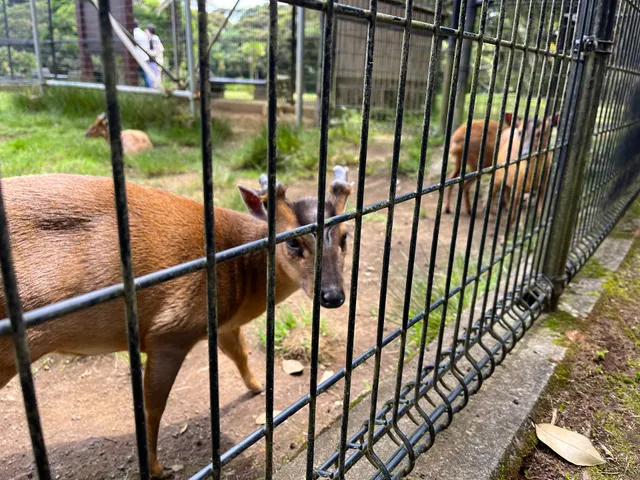 Reeves's muntjac Enclosure