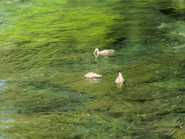 Page Springs Hatchery