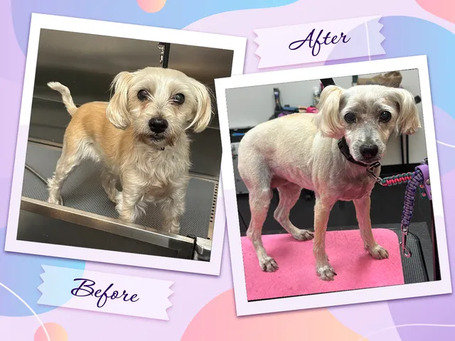 TAILored Pet Services LLC and Four-Legged Fun Zone