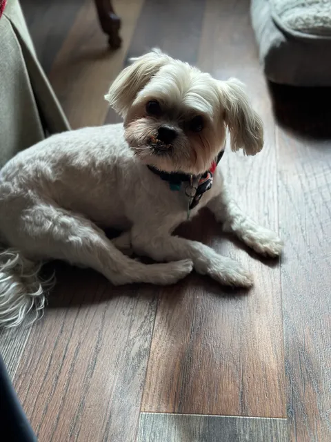 Fido & Felix Pet Parlor