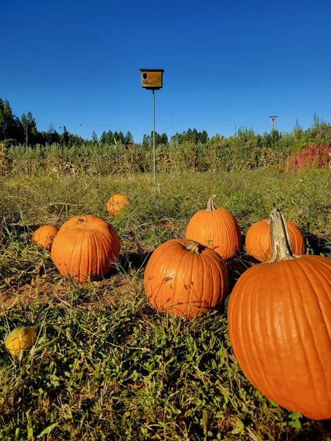 O'Hallorans Apple Trail - Apple Hill #18