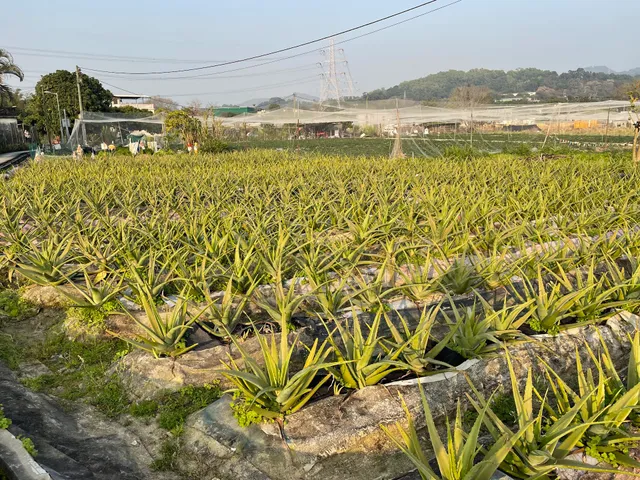 趣味蘆薈有機農場