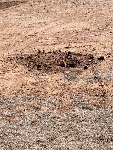 Prairie Dog Pasture