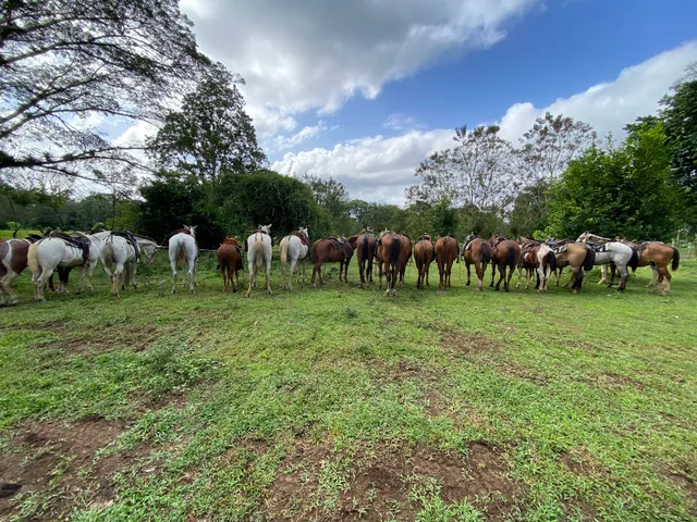 Wilson's HorseBack Riding