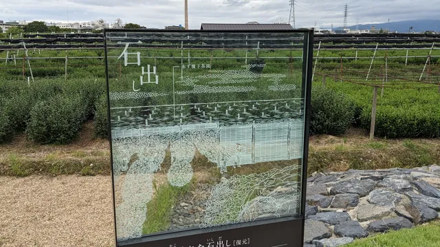 Stone Groyne (Ishidashi) Surrounded by Tea Plantation