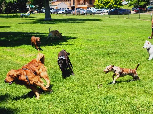Austin Dog Park