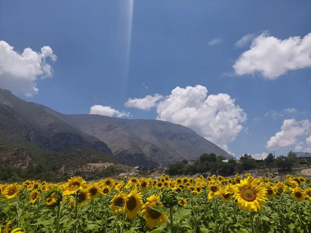 Campo de Girasoles Deya & José Gtz