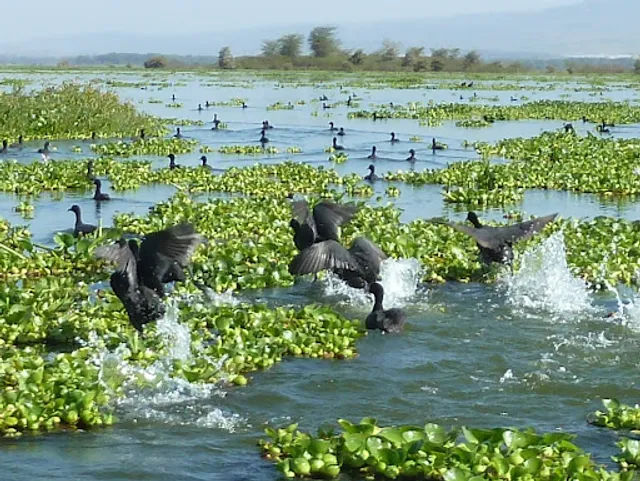 Lake Naivasha