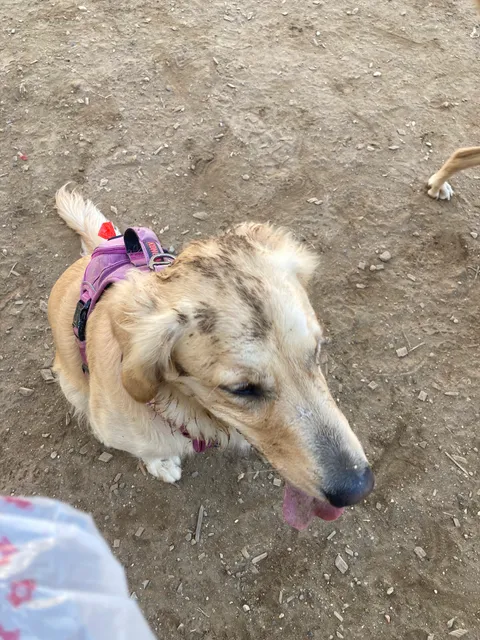 Francisville Dog Park