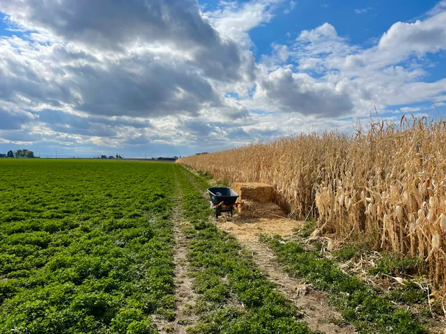 Montana Corn Maze