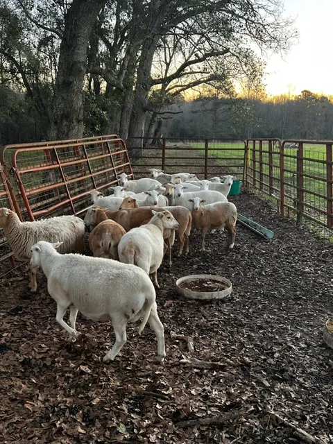 Follow Me Land & Livestock