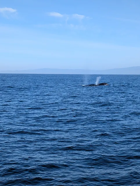 Blue Ocean Whale Watching