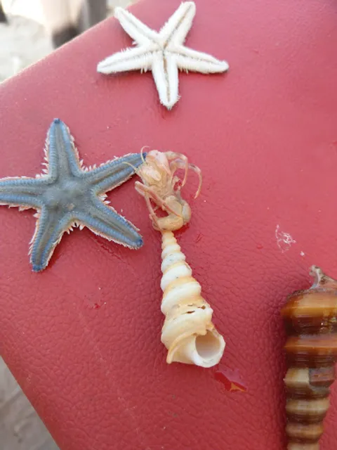 Sand Bags Beach Shack