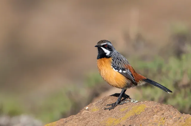 Rockjumper Birding Ltd