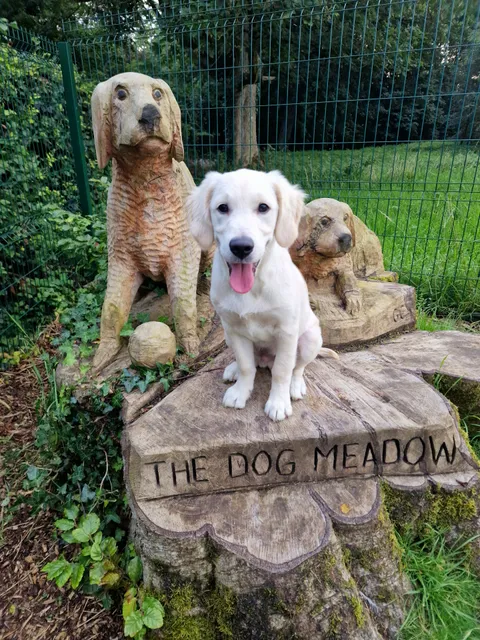 The Dog Meadow