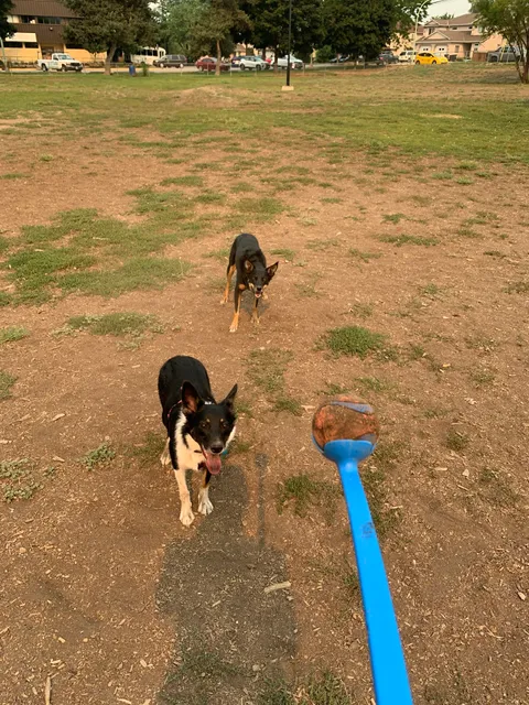 Dog Park