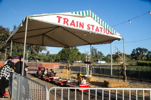 Pumpkin Patch Bonita, Pumpkins Bonita