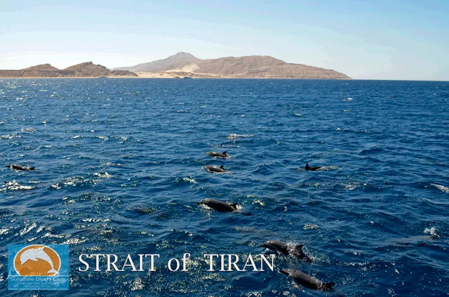 Sunshine Divers Club Sharks Bay