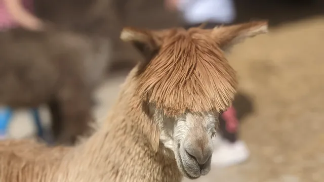 Sugars Bridge Farm: Alpaca/Llama Tours, Summer Camp for Kids, & Yoga