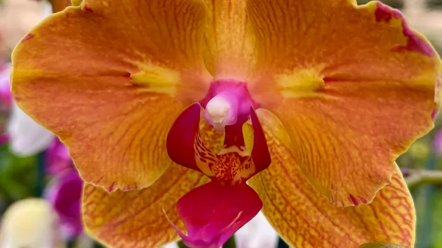 Fantasy Orchids Inc.