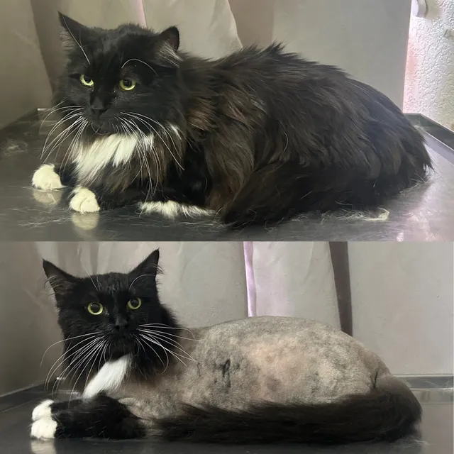 Blue Cat Grooming LLC