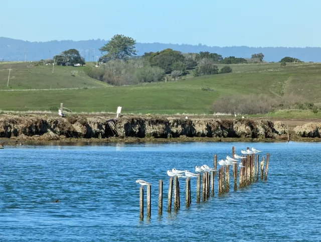 Elkhorn Slough Safari