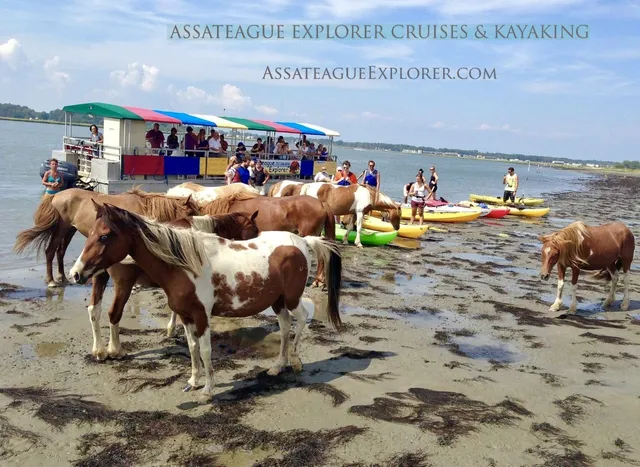Assateague Explorer Pony Watching Cruise & Kayaking