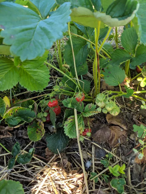 Neibert Produce & Berries