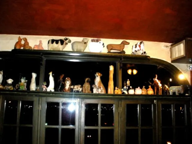 The Friendly Dolphin