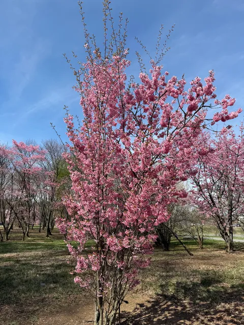 Holly And Magnolia Collections, National Arboretum