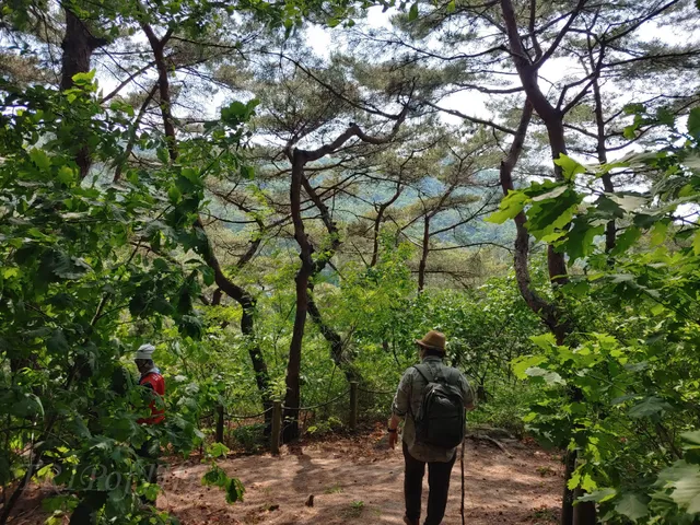 Namsan Pine Healing Forest