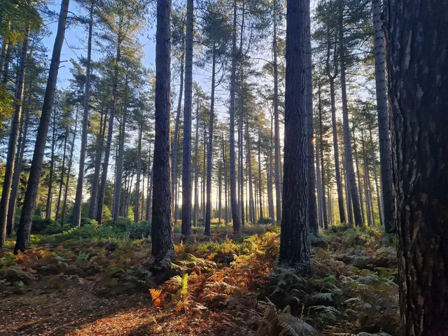 Cannock Chase National Landscape