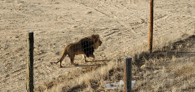 Bolivian Lion House