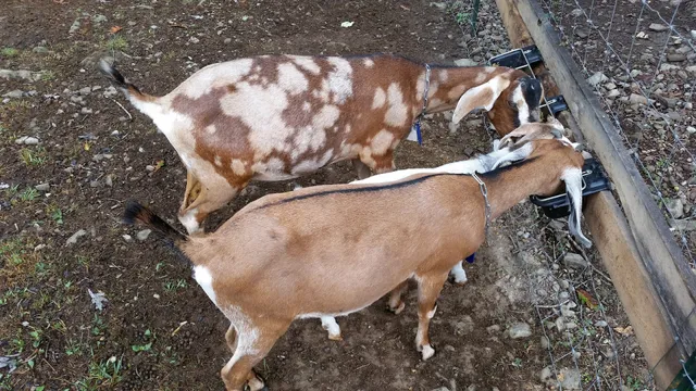 Sanctuary Hollow Farm