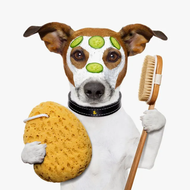 Pets Playground Pet Grooming School