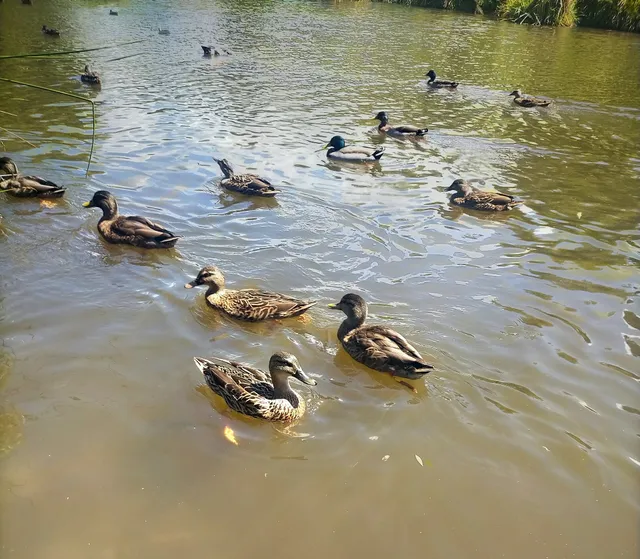 Bayside Drive Reserve