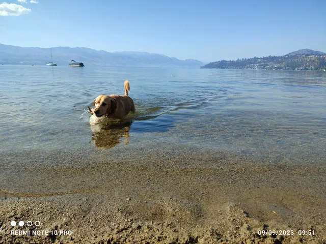 Lake Avenue Dog Off-leash Beach