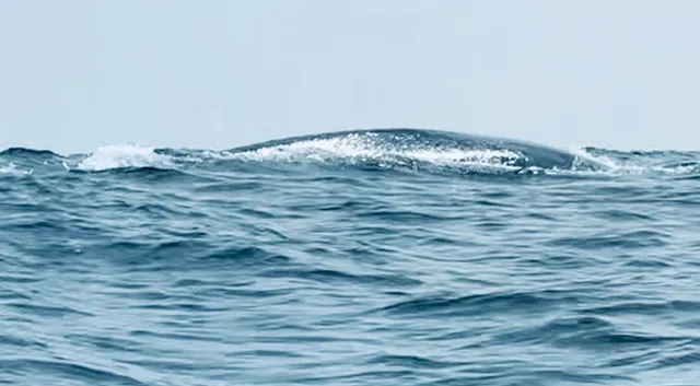 Mirissa Snorkeling Blue Whales Tours