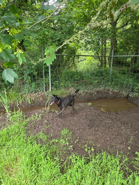 Ultimutt Freedom Dog Park