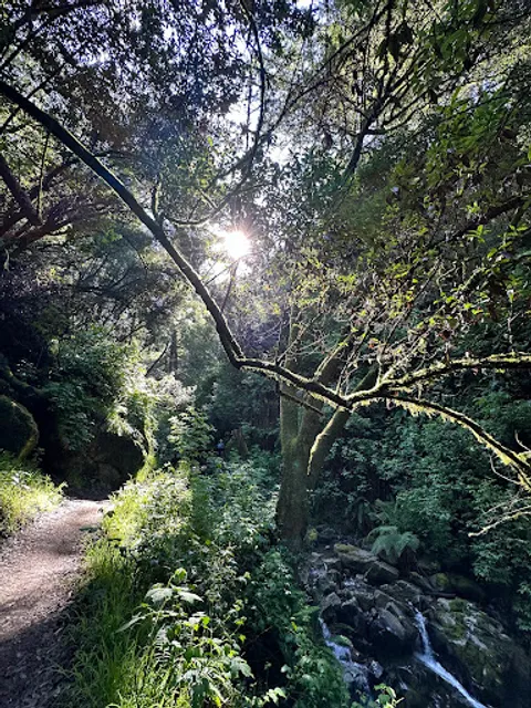 Steep Ravine Trail and Dipsea Trail Junction